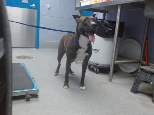 SESAME SEED, an adoptable American Pit Bull Terrier in Albuquerque, NM