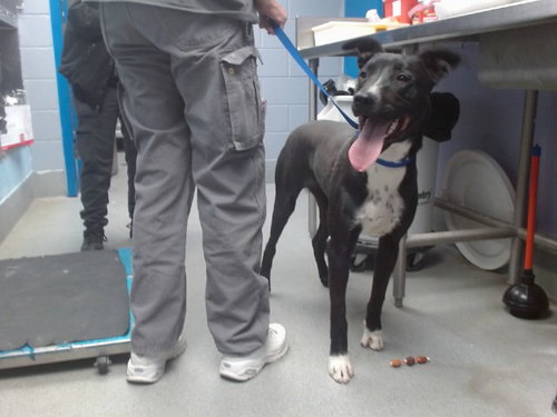 REX, an adoptable American Pit Bull Terrier in Albuquerque, NM