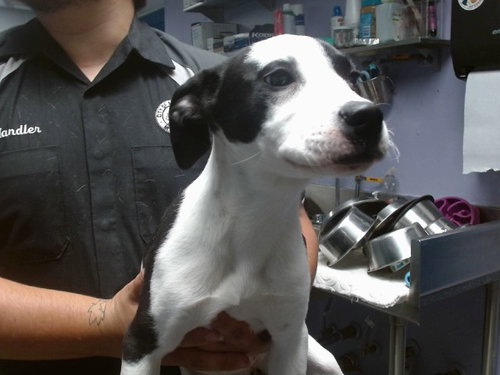 PANZONA, an adoptable Pointer in Albuquerque, NM