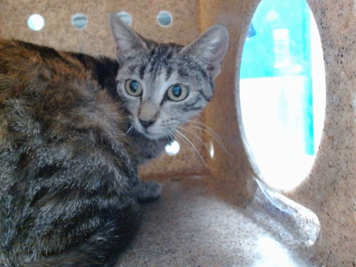 STRAWBERRY, an adoptable Domestic Short Hair in Albuquerque, NM