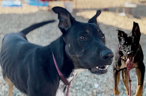 STARBURST, an adoptable German Shepherd Dog in Albuquerque, NM