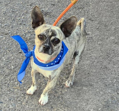 ELMER, an adoptable Chihuahua in Albuquerque, NM