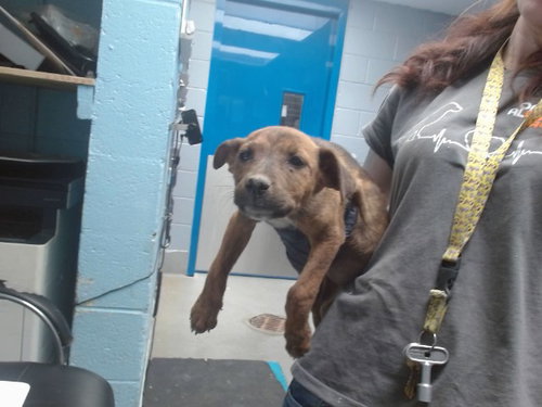 HELEN, an adoptable Australian Kelpie in Albuquerque, NM