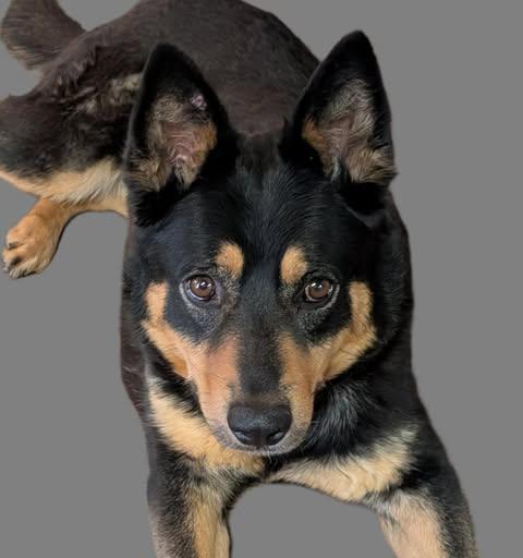TIKA