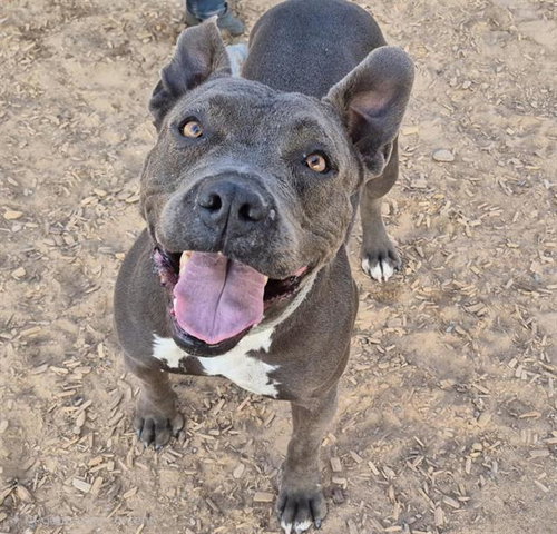 NOVA