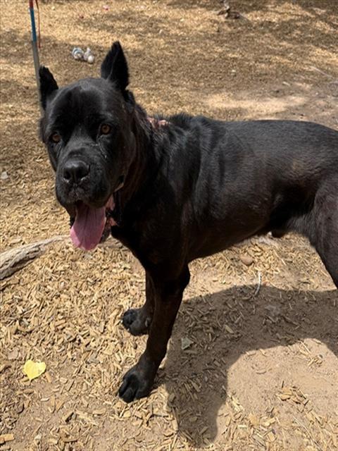 HADES, an adoptable Cane Corso Mastiff in Albuquerque, NM