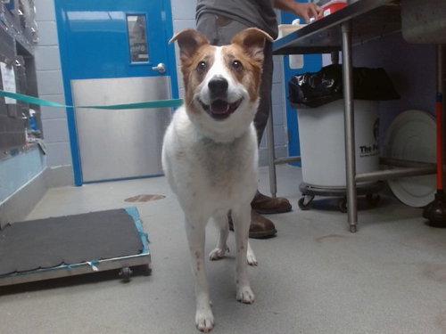 BAXTER, an adoptable Australian Kelpie in Albuquerque, NM