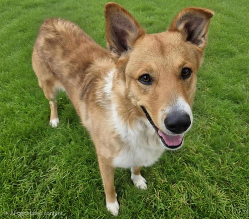 TEDDY, an adoptable Collie in Albuquerque, NM
