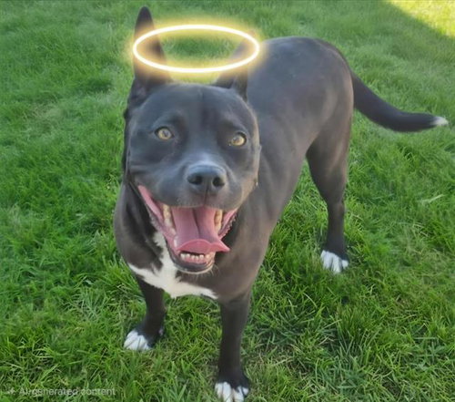 HALO, an adoptable American Pit Bull Terrier in Albuquerque, NM