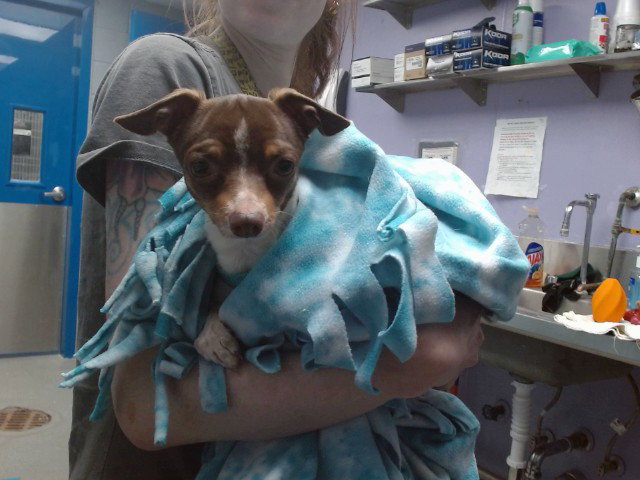 ODIE