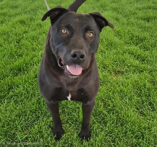 SCOOBY, an adoptable American Pit Bull Terrier in Albuquerque, NM