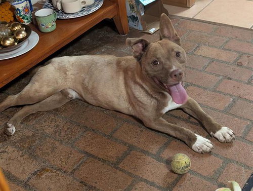 DAKOTA, a dog for adoption from Albuquerque Animal Services - Westside