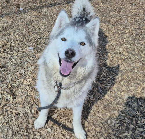 AUBREY, an adoptable Siberian Husky in Albuquerque, NM