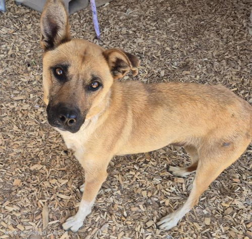 CHANCY, an adoptable German Shepherd Dog in Albuquerque, NM