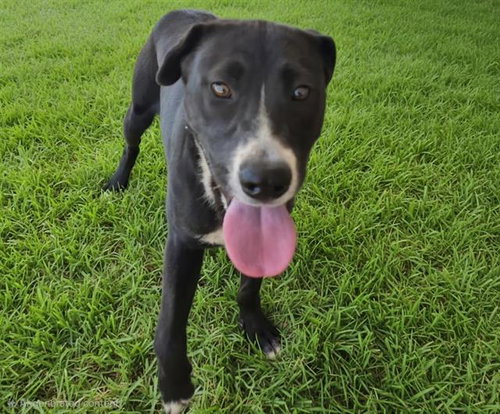 MISSY, an adoptable Pit Bull Terrier in Albuquerque, NM