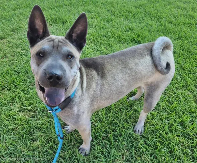 Panda - Chinese Shar-Pei