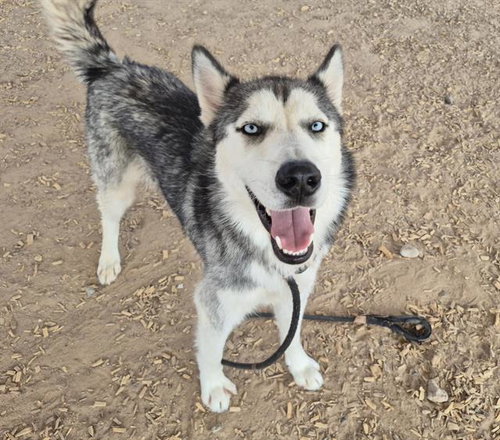 ALIEN, an adoptable Siberian Husky in Albuquerque, NM