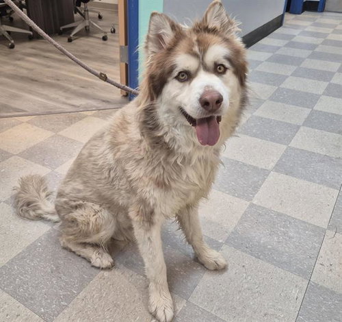 CLARK, an adoptable Alaskan Malamute in Albuquerque, NM
