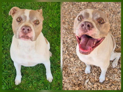 LOLA, an adoptable American Pit Bull Terrier in Albuquerque, NM