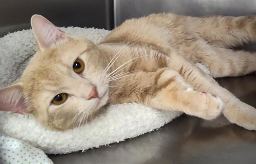 CLAUDE, an adoptable Domestic Short Hair in Albuquerque, NM