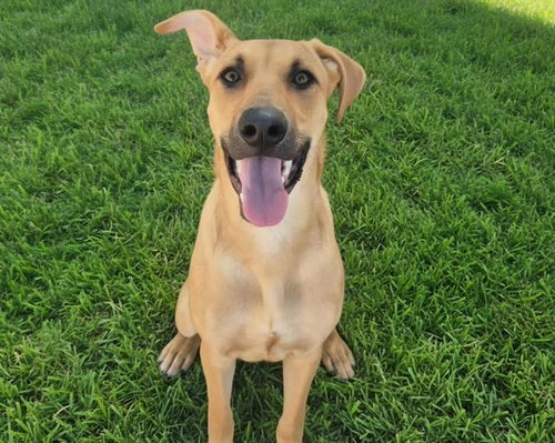 LANA, an adoptable German Shepherd Dog in Albuquerque, NM