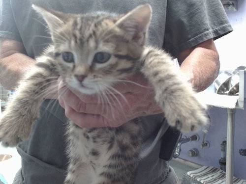 LITTLE TIKE