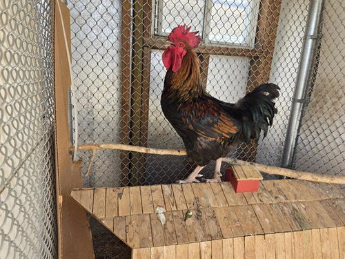RIO ROOSTER
