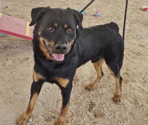 DIESEL, an adoptable Rottweiler in Albuquerque, NM