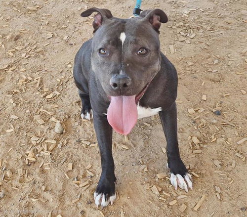 DOBBY, an adoptable American Pit Bull Terrier in Albuquerque, NM