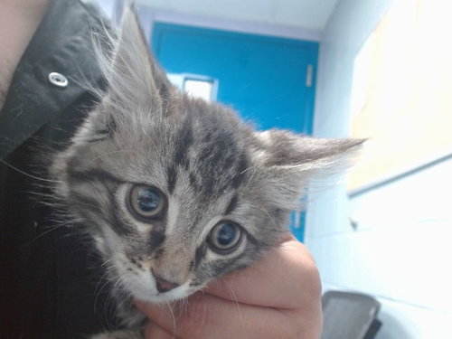 NALA, Baby Domestic Medium Hair / Mixed (medium coat), cat for adoption in Albuquerque, New Mexico