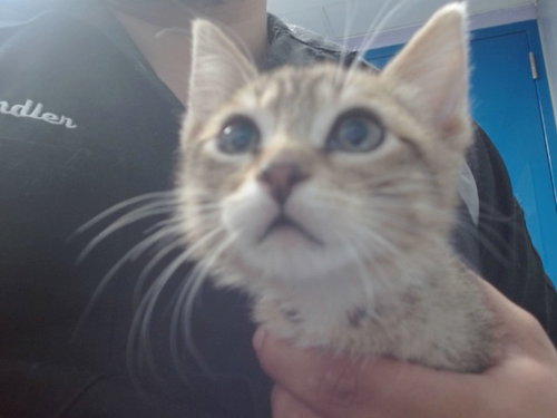 KIARA, Young Domestic Short Hair / Mixed (medium coat), cat for adoption in Albuquerque, New Mexico