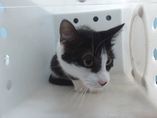 DAIRY QUEEN, Young Domestic Short Hair / Mixed (medium coat), cat for adoption in Albuquerque, New Mexico