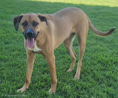 CHARLIE, an adoptable Rhodesian Ridgeback in Albuquerque, NM