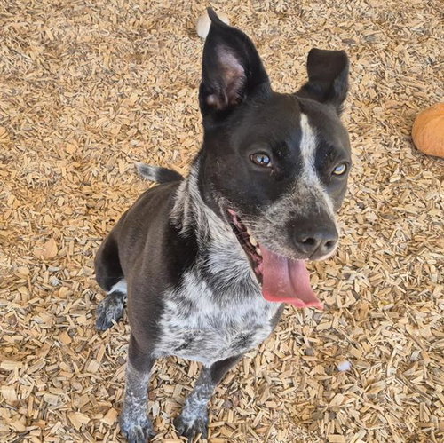 NIPSEY, an adoptable Queensland Heeler in Albuquerque, NM