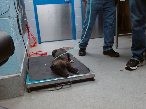 PIE, an adoptable Great Dane in Albuquerque, NM