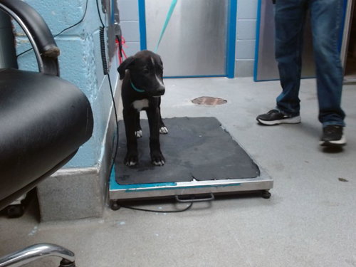 COBBLER, an adoptable Great Dane in Albuquerque, NM