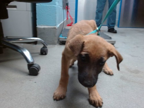 PEACH, an adoptable Great Dane in Albuquerque, NM