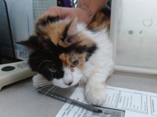 EDA GORDITA, an adoptable Domestic Long Hair in Albuquerque, NM
