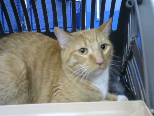JULIUS, an adoptable Domestic Short Hair in Albuquerque, NM
