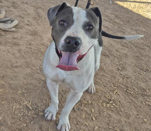 RICO, an adoptable American Pit Bull Terrier in Albuquerque, NM