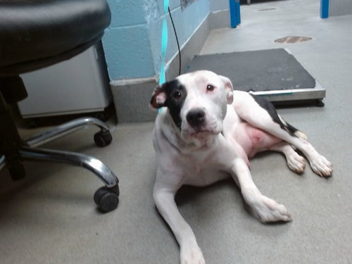 WERA, an adoptable American Staffordshire Terrier in Albuquerque, NM