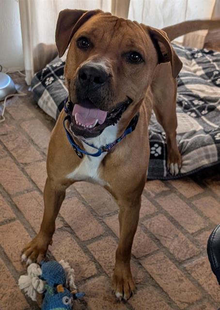BOBBY, an adoptable Rhodesian Ridgeback in Albuquerque, NM