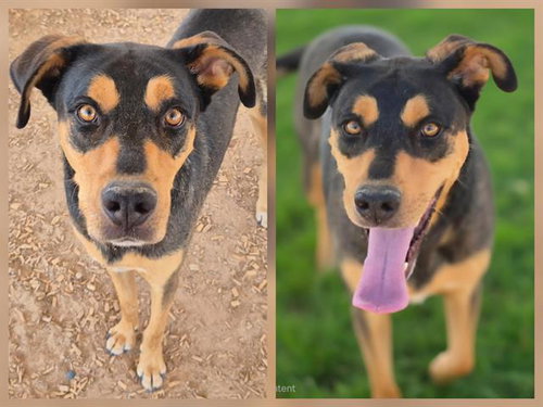 picture of the dog needing adoption