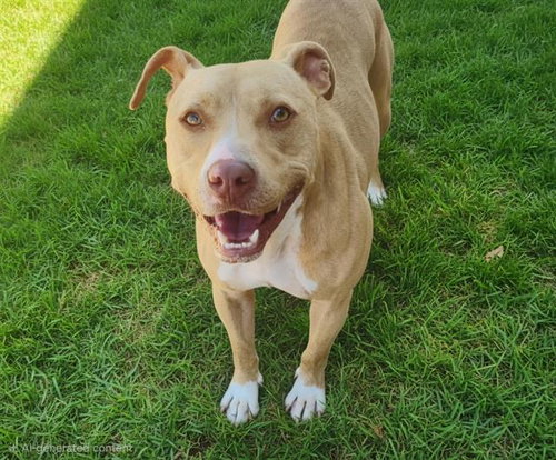 picture of the dog needing adoption