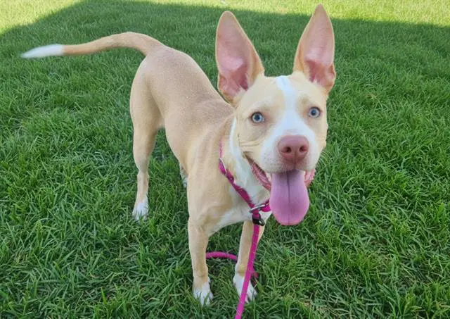 Penta - Staffordshire Bull Terrier