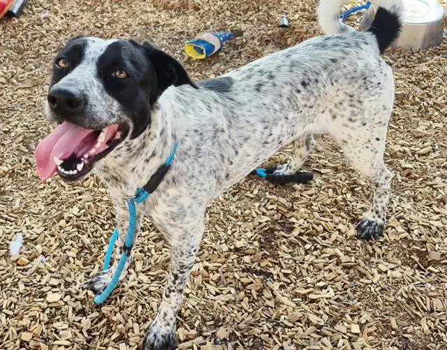 Hugh Jackman - Australian Cattle Dog/Blue Heeler