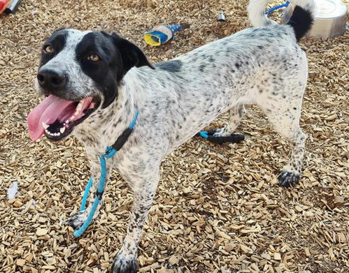 picture of the dog needing adoption