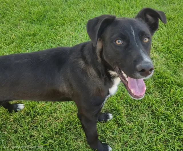 Texas - Labrador Retriever