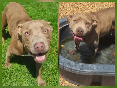 picture of the dog needing adoption
