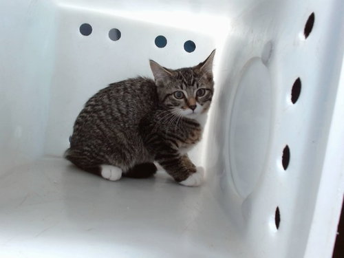 JERRY, an adoptable Domestic Short Hair in Albuquerque, NM